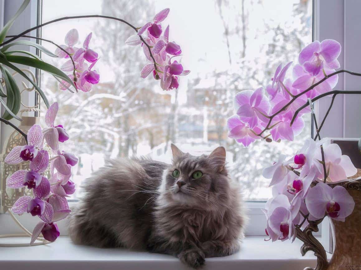 are orchids toxic to cats