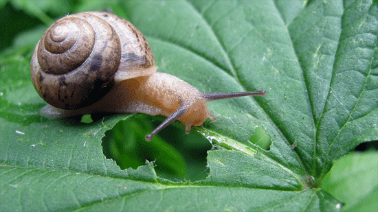 What do garden snails eat?