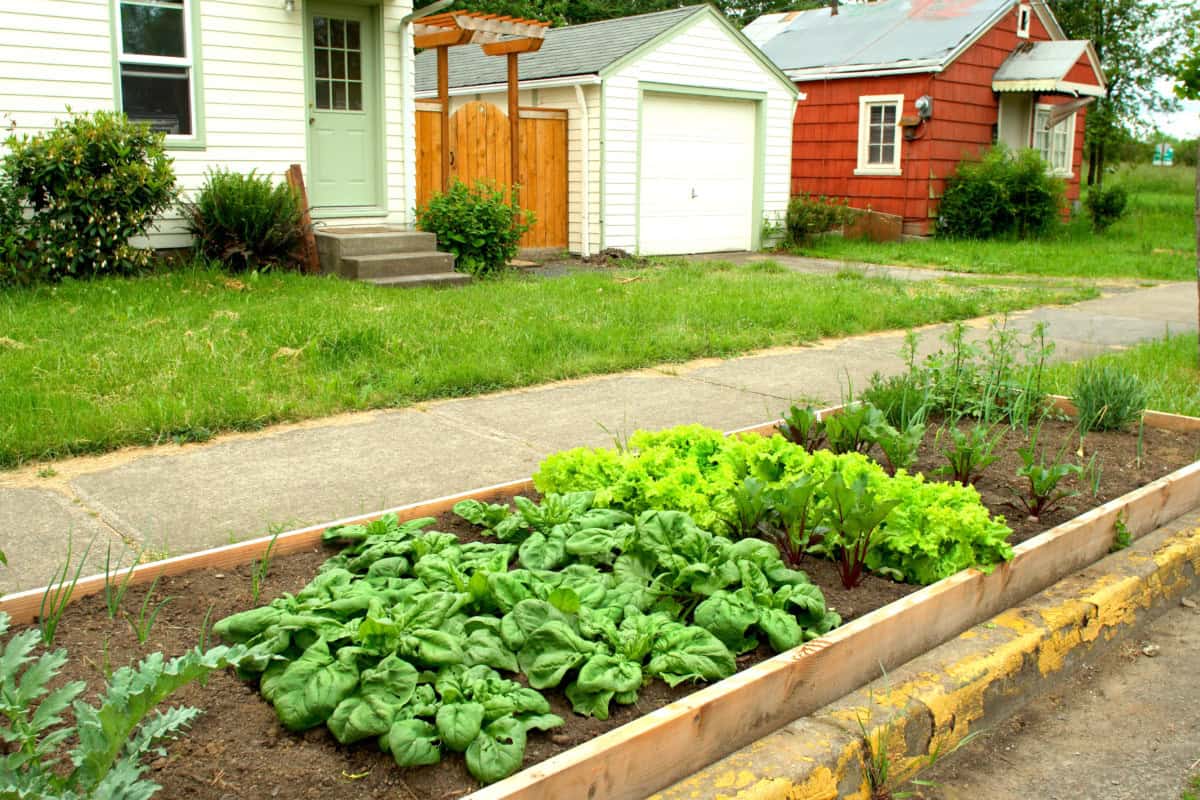 Plant a Vegetable and Herb Garden
