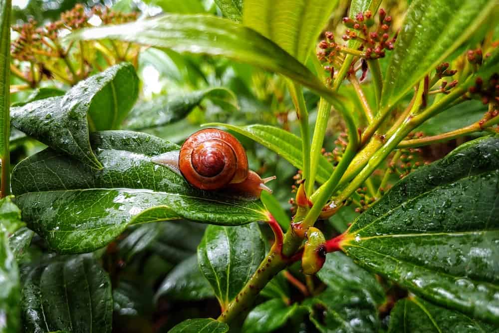 What Food Do Land Snails Eat